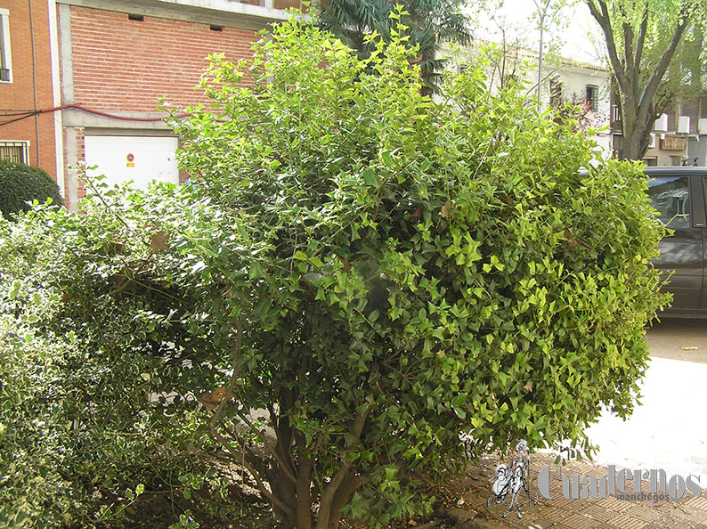 Ilex aquifolium cornuta