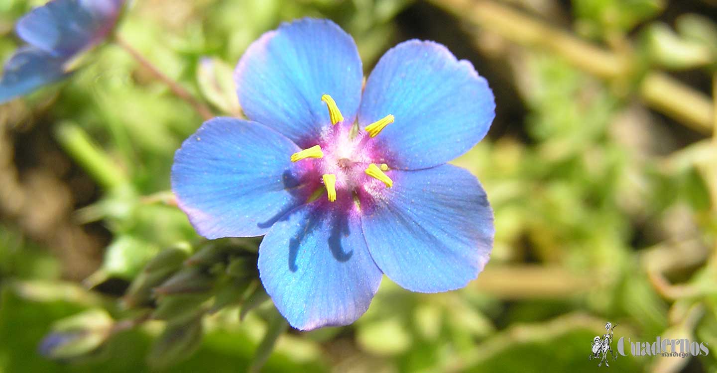 Plantas de Tomelloso catalogadas como venenosas (I)