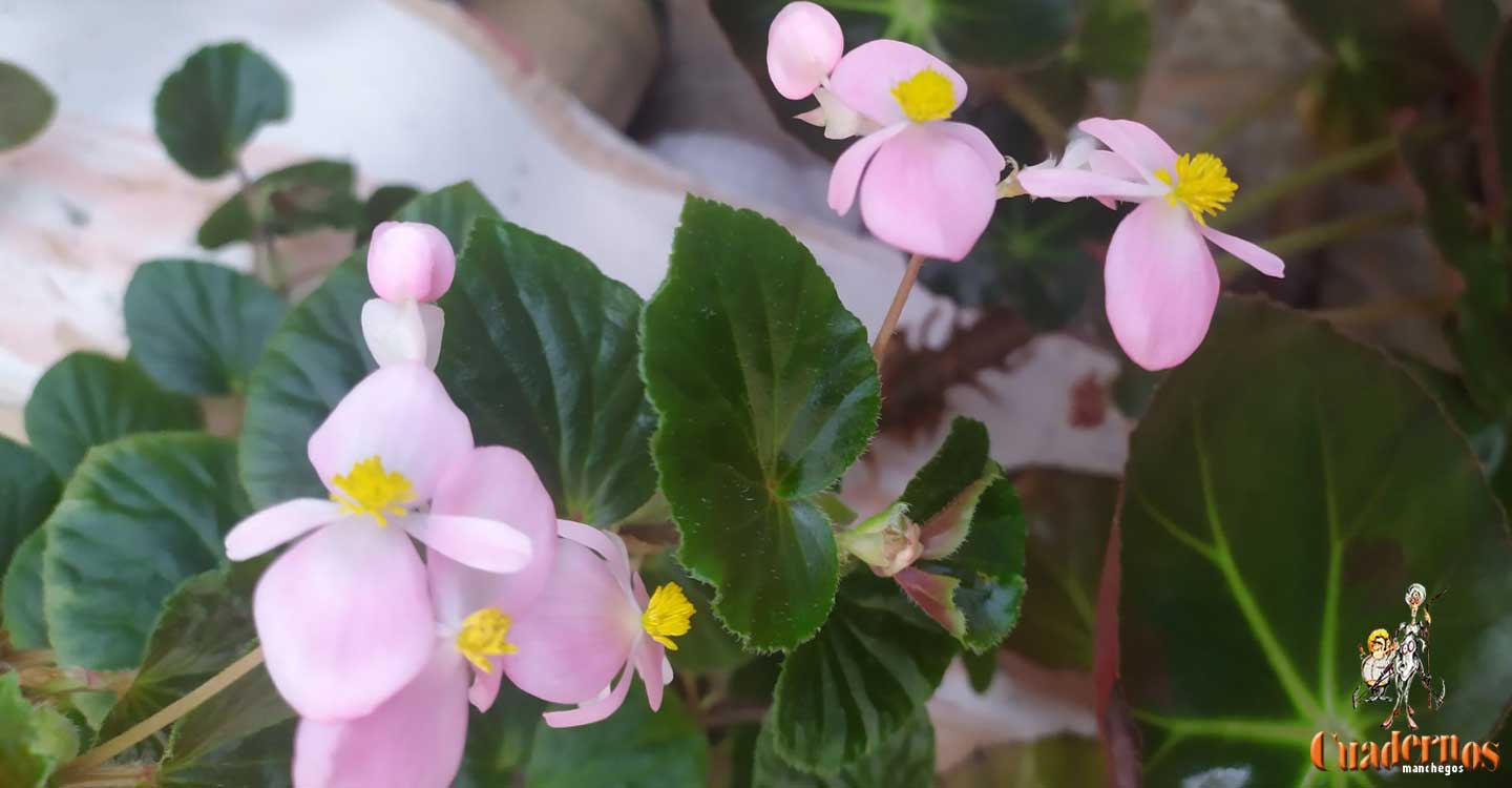 Plantas de interior: Begonia