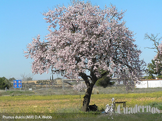 Prunus dulcis mill d a