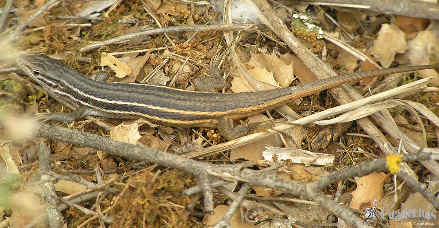 Reptiles y Anfibios de la Comarca de Tomelloso : Lagartija colilarga