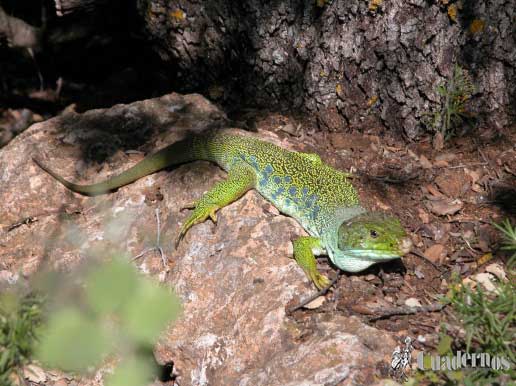 Lagarto ocelado