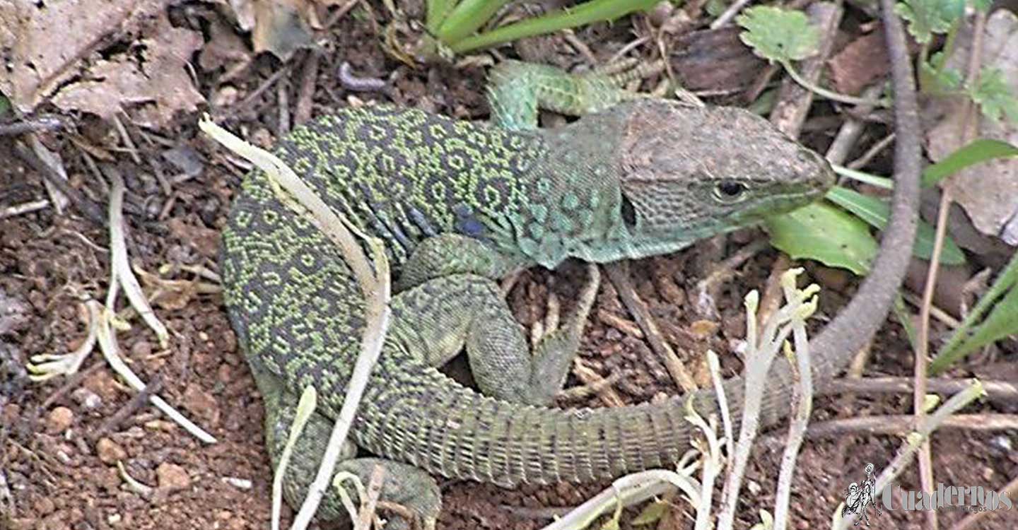 Reptiles y Anfibios de la Comarca de Tomelloso : Lagarto Ocelado