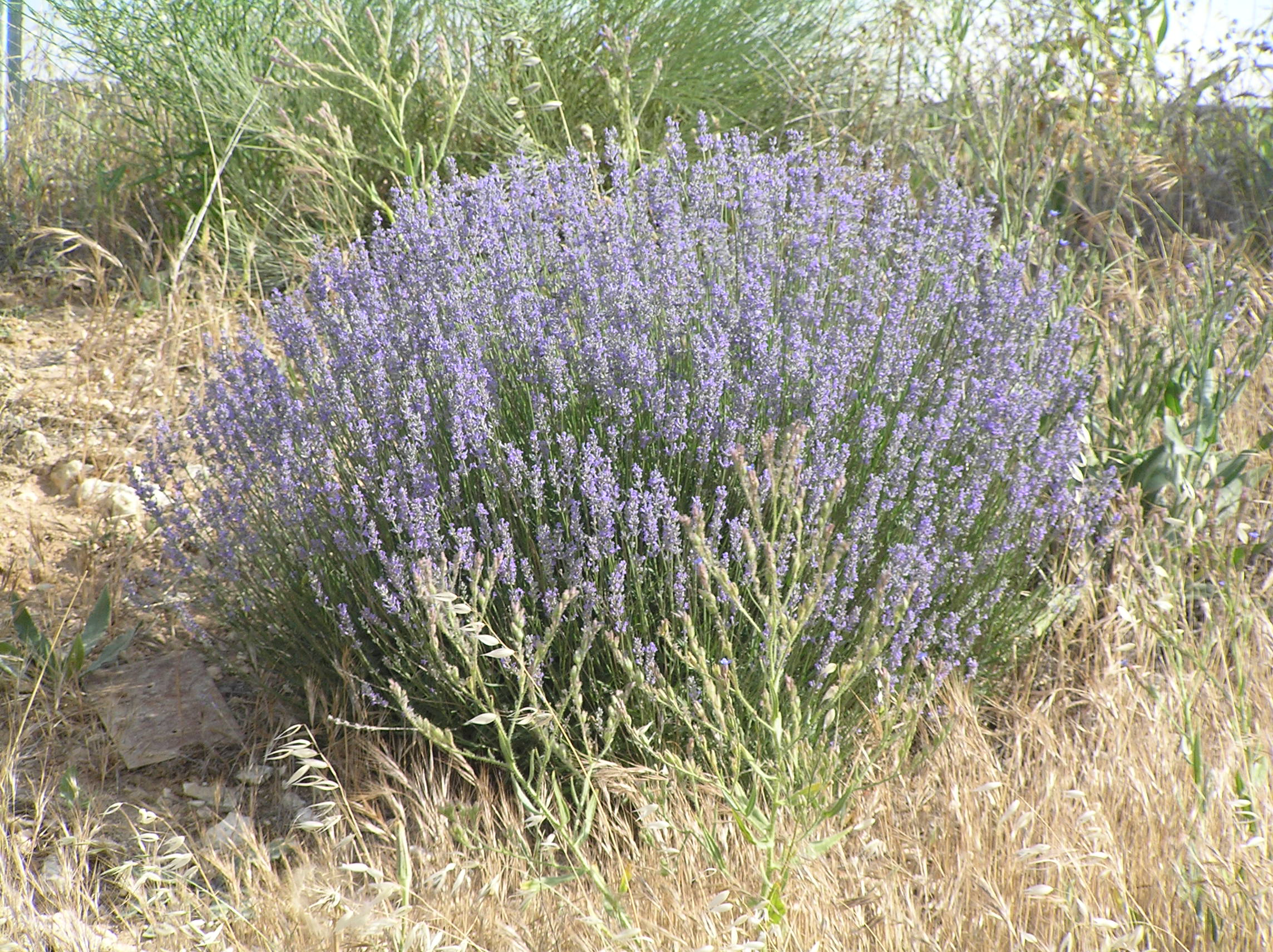 Salvia Officinalis