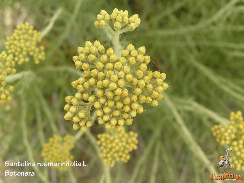 Santolina Rosmarinifolia