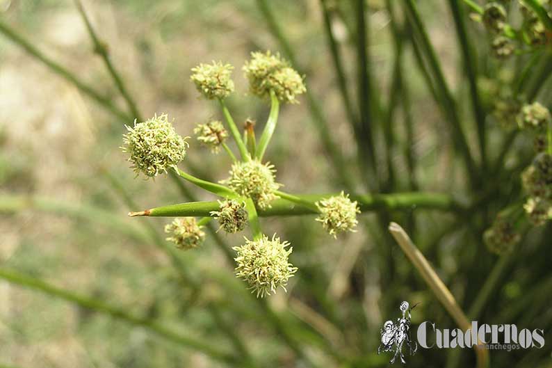 Scirpus holochenus