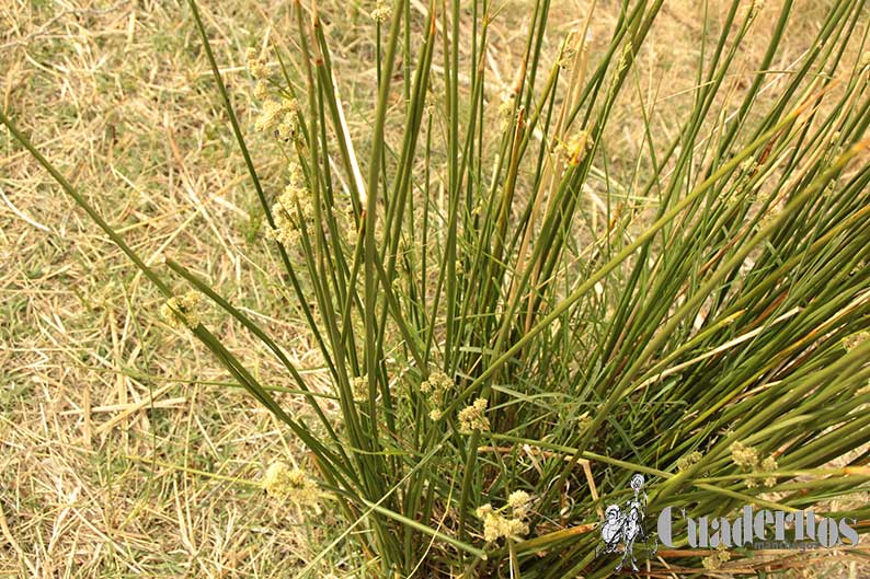 Scirpus holochenus