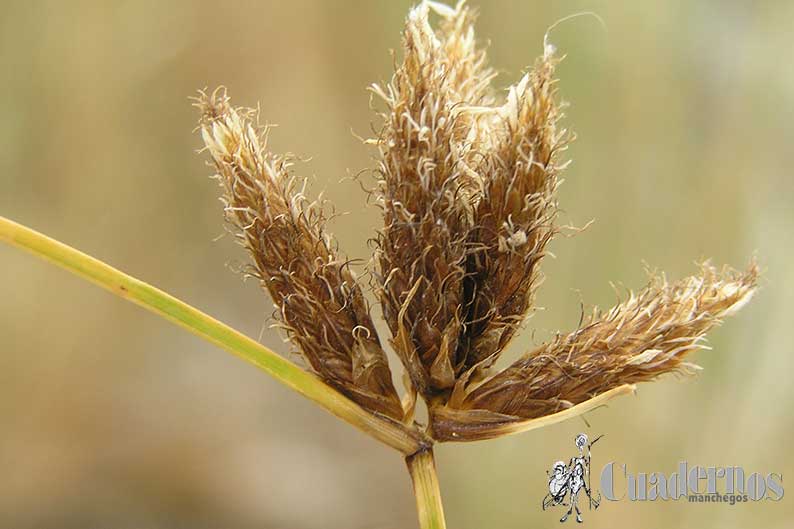 Scirpus lacustris