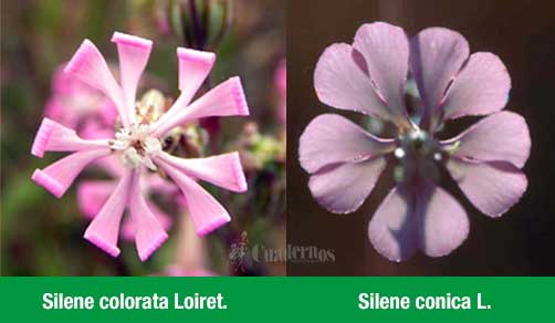 Silene Colorata Tomelloso