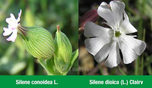 Silene Conoidea Tomelloso