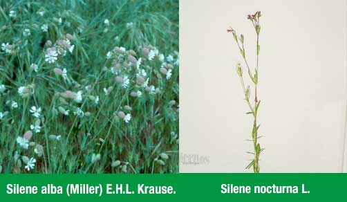 Silene Nocturna Tomelloso