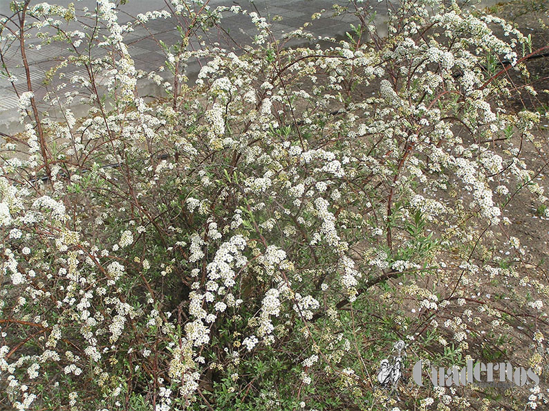 Spiraea cantoniensis