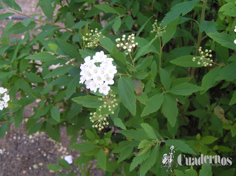 Spiraea prunifolia