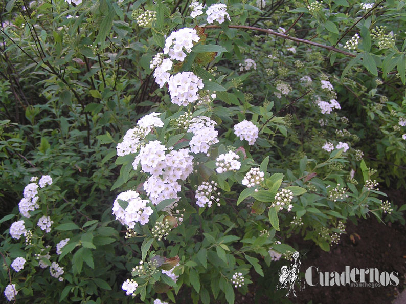 Spiraea prunifolia