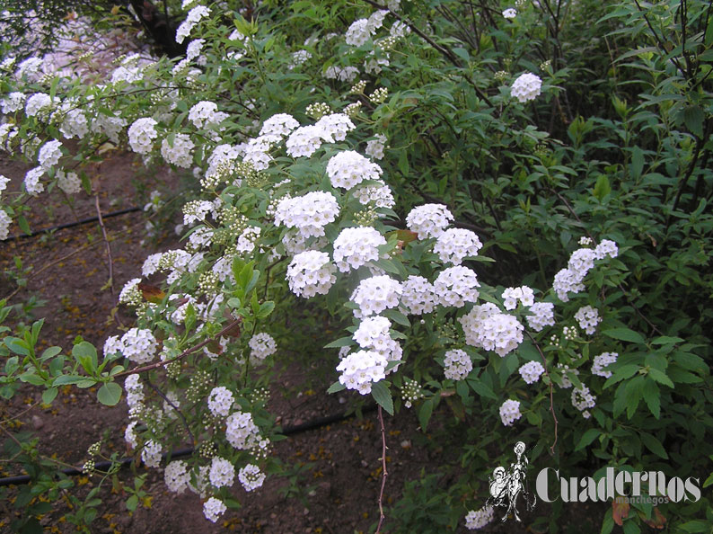 Spiraea prunifolia