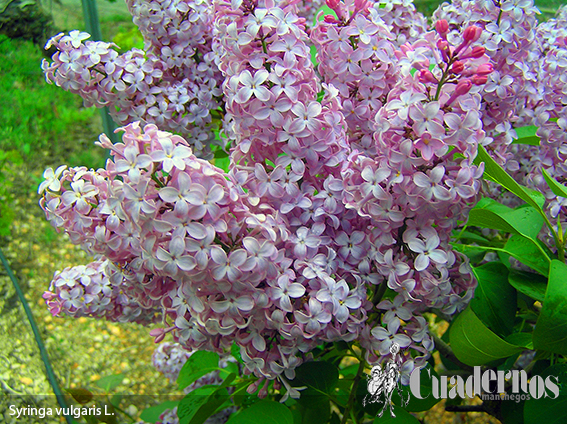 Syringa-vulgaris l