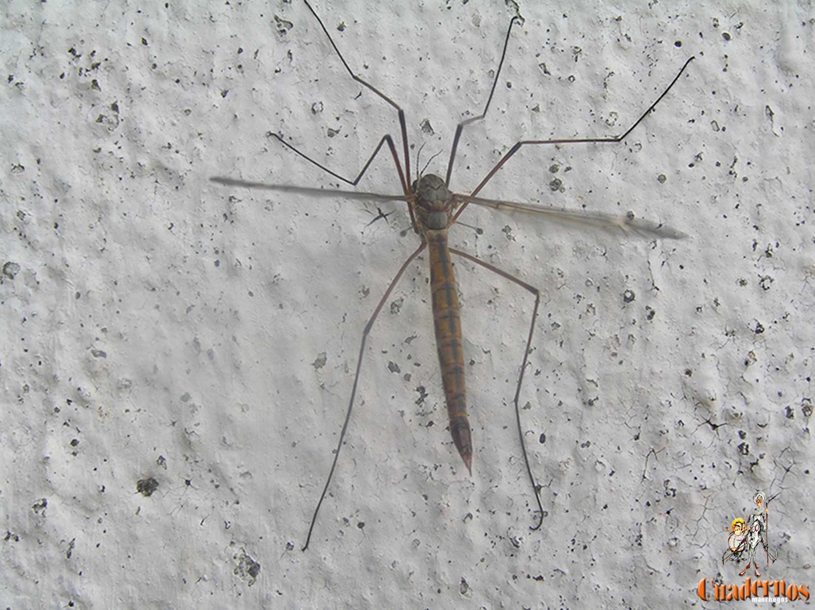 Tipula Oleracea