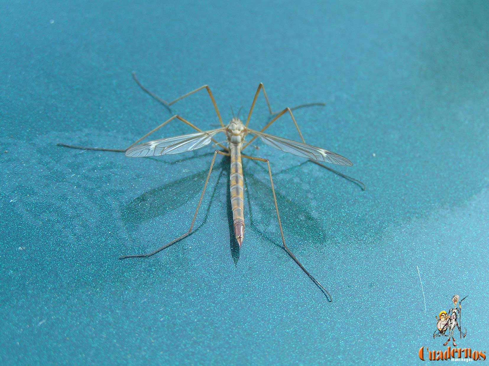 Tipula Oleracea