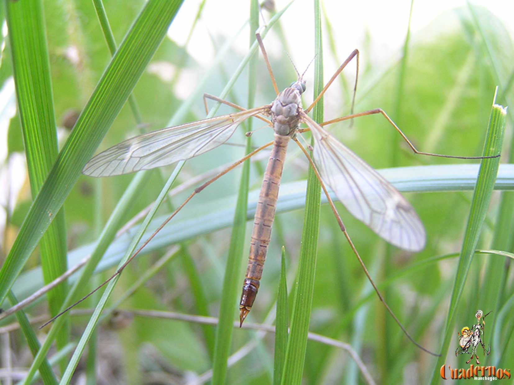 Mundo animal de la Comarca de Tomelloso : Típula oleracea L.