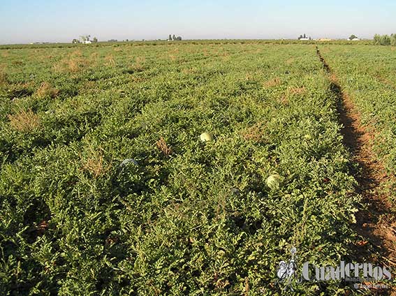 Tomelloso y su agricultura