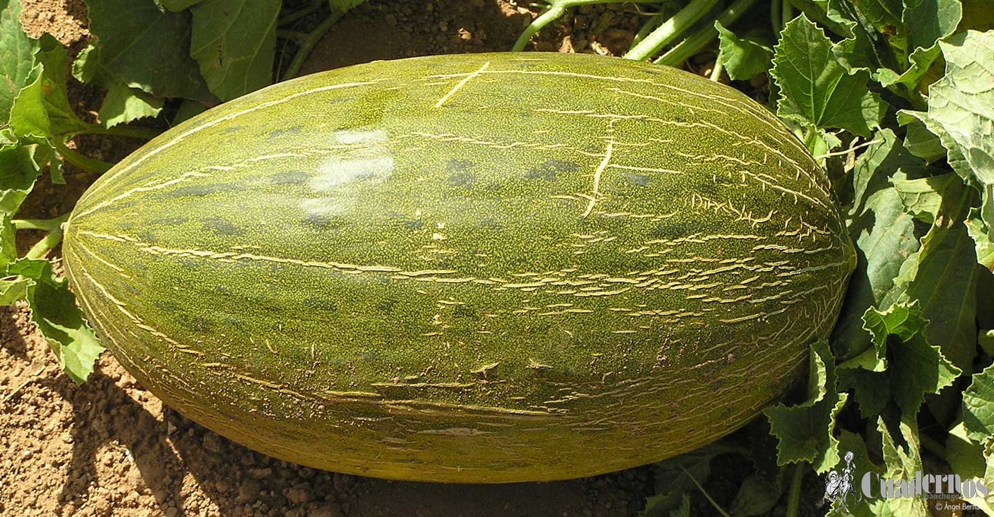 Tomelloso y su agricultura: El Melón (2)