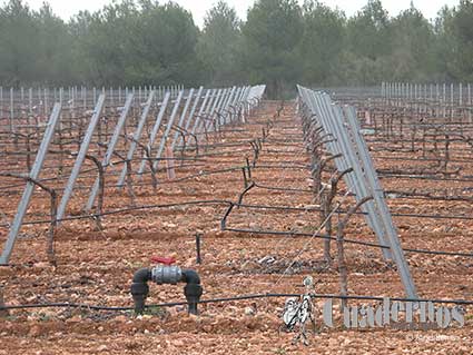 Tomelloso y su agricultura