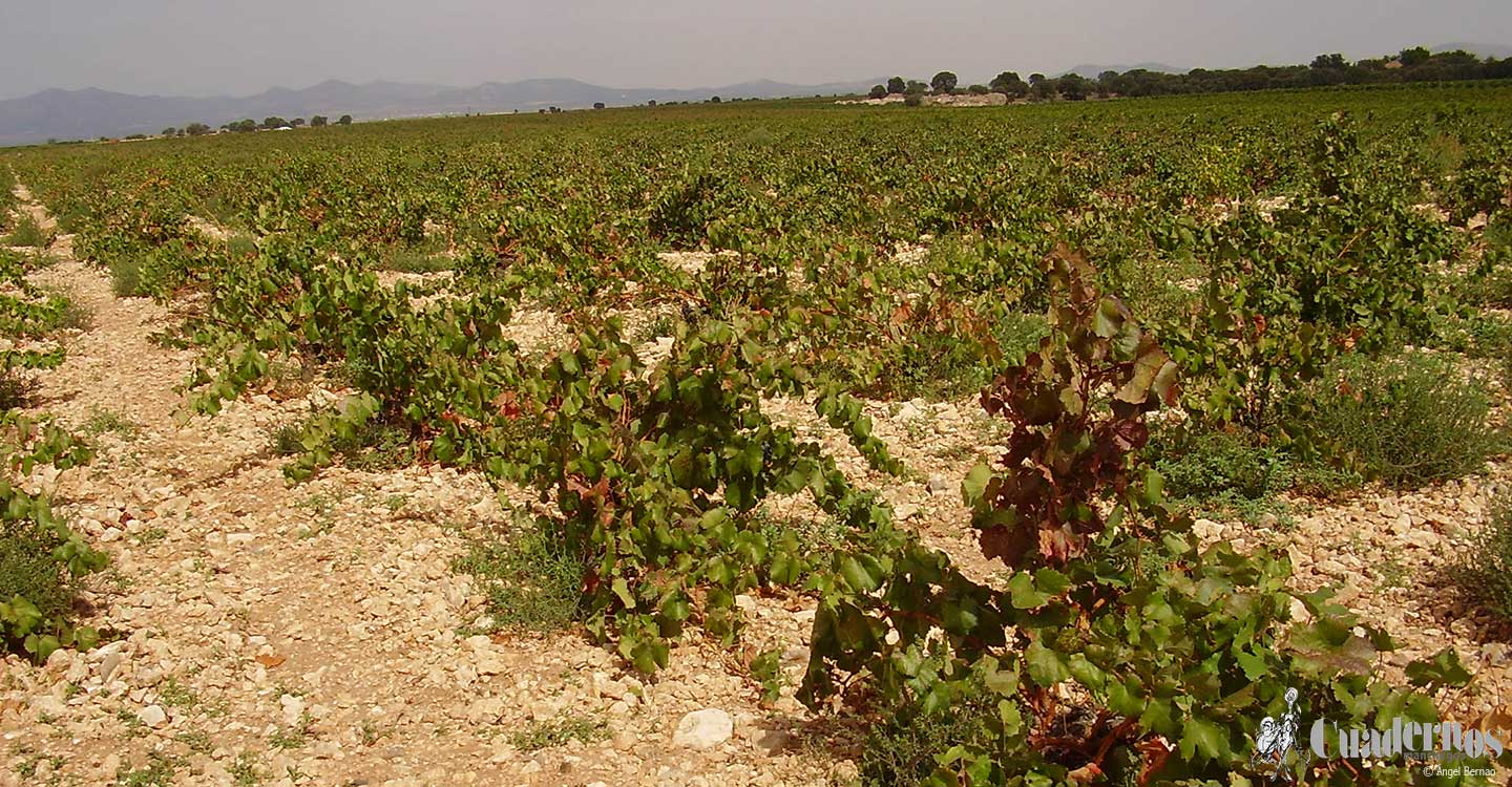 RECAMDER recuerda que “el mundo rural es especialmente vulnerable ante el coronavirus”