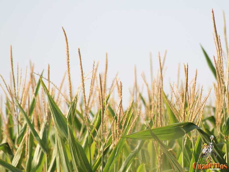 Tomelloso agricultura