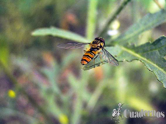 Insectos Tomelloso