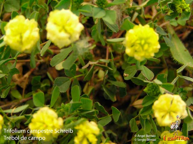Trifolium campestre schreib