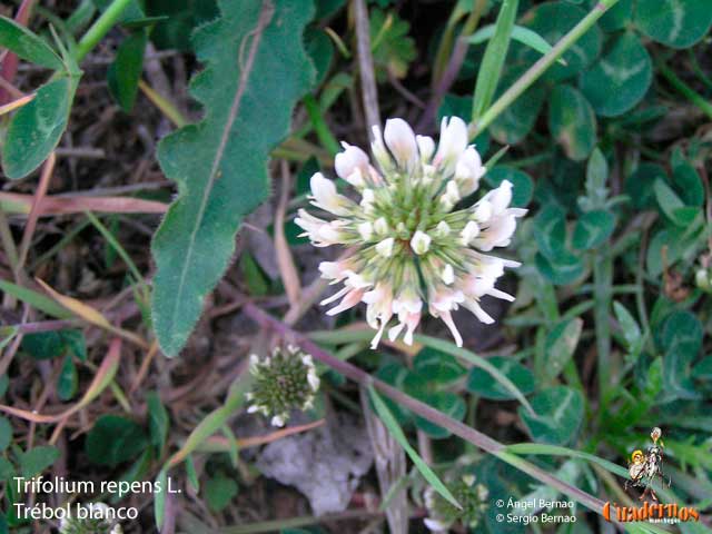 Flores y Frutos de la Comarca de Tomelloso (XIII)