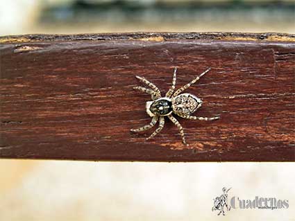 Araña Tomelloso