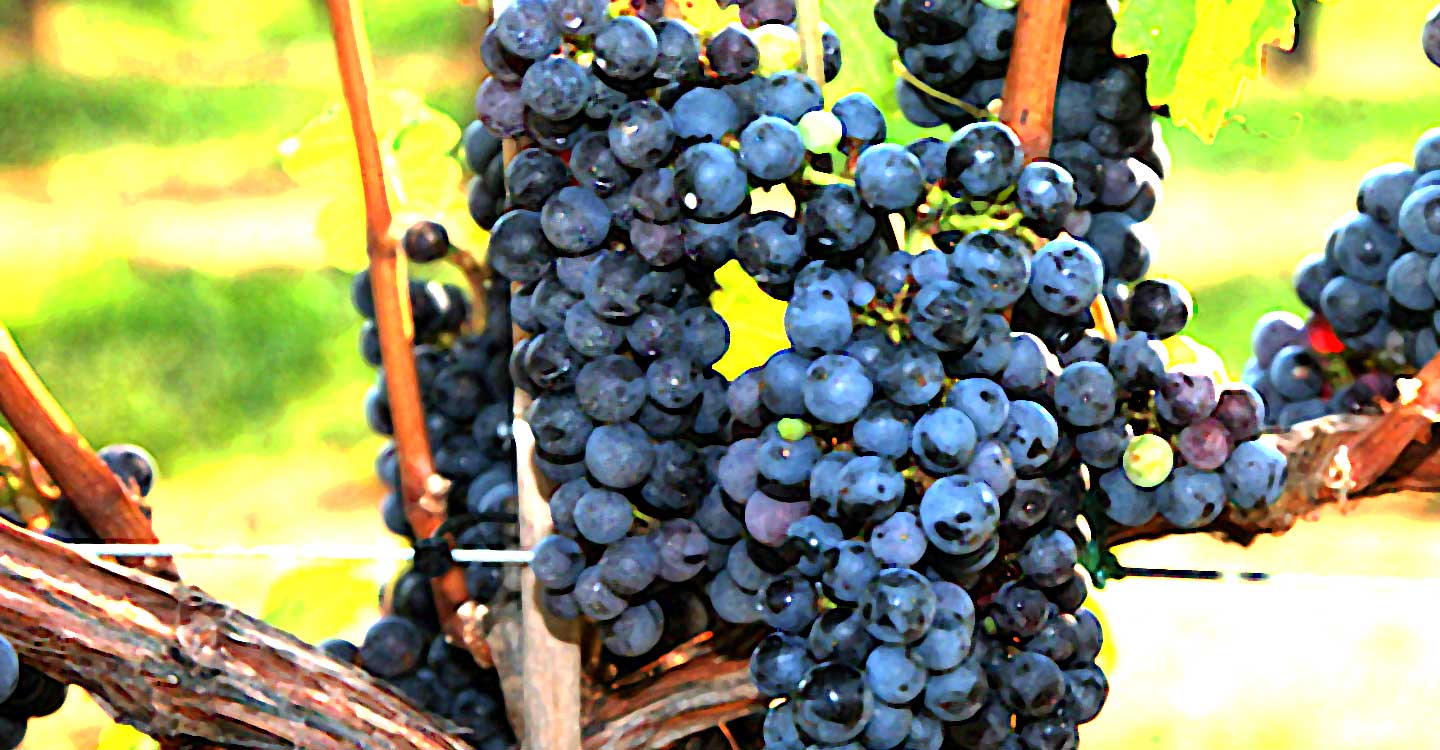 Variedades de uva : Cabernet Franc
