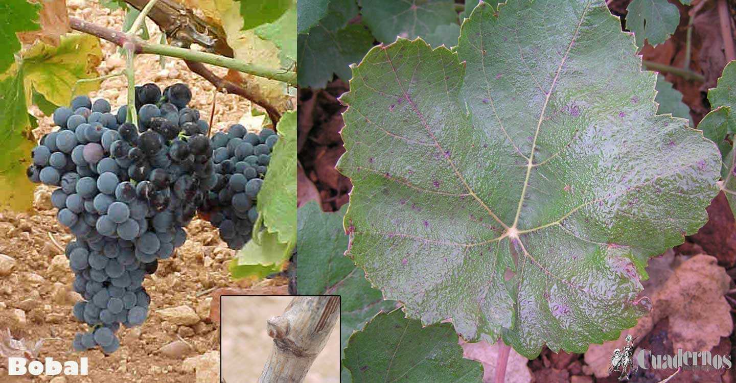 La viticultura actual: Variedad de uva Bobal