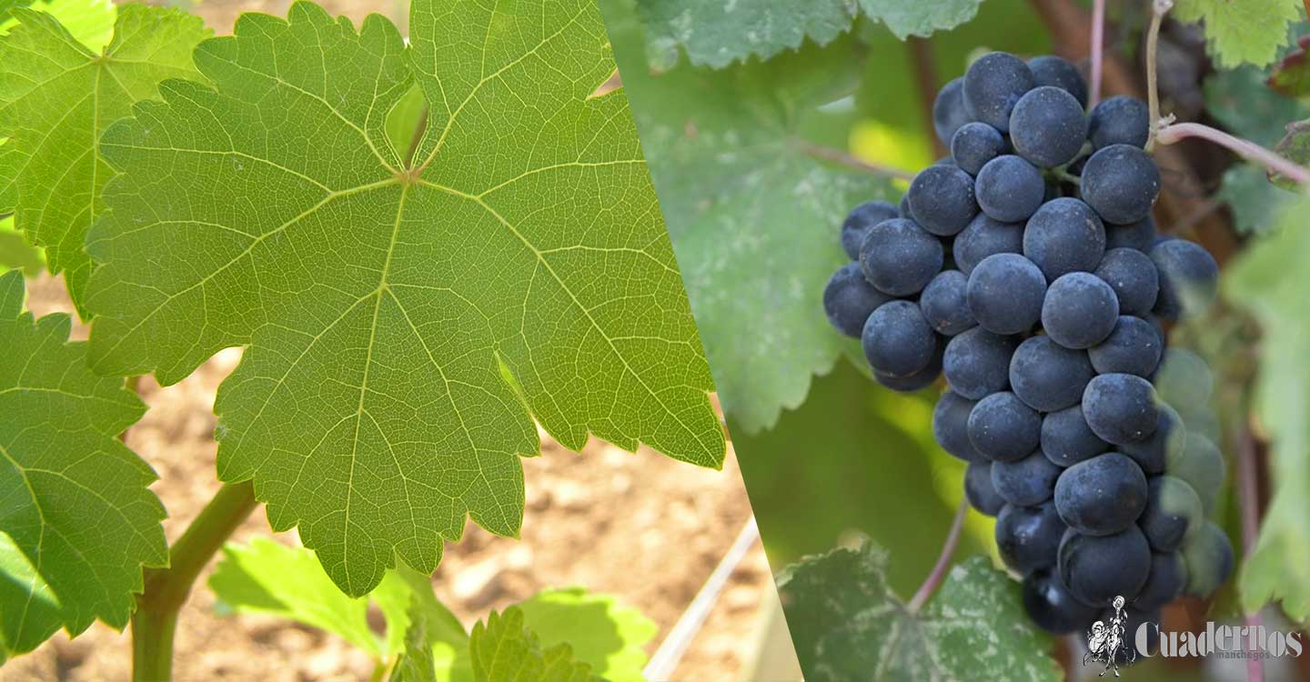 La viticultura actual: Variedad de uva Petit Verdot