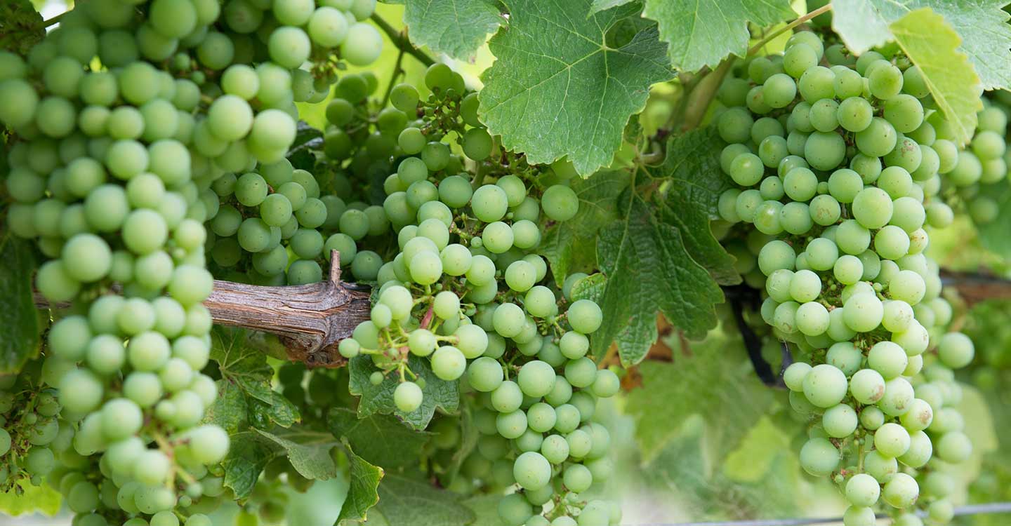 La viticultura actual: Variedad de uva Chardonnay