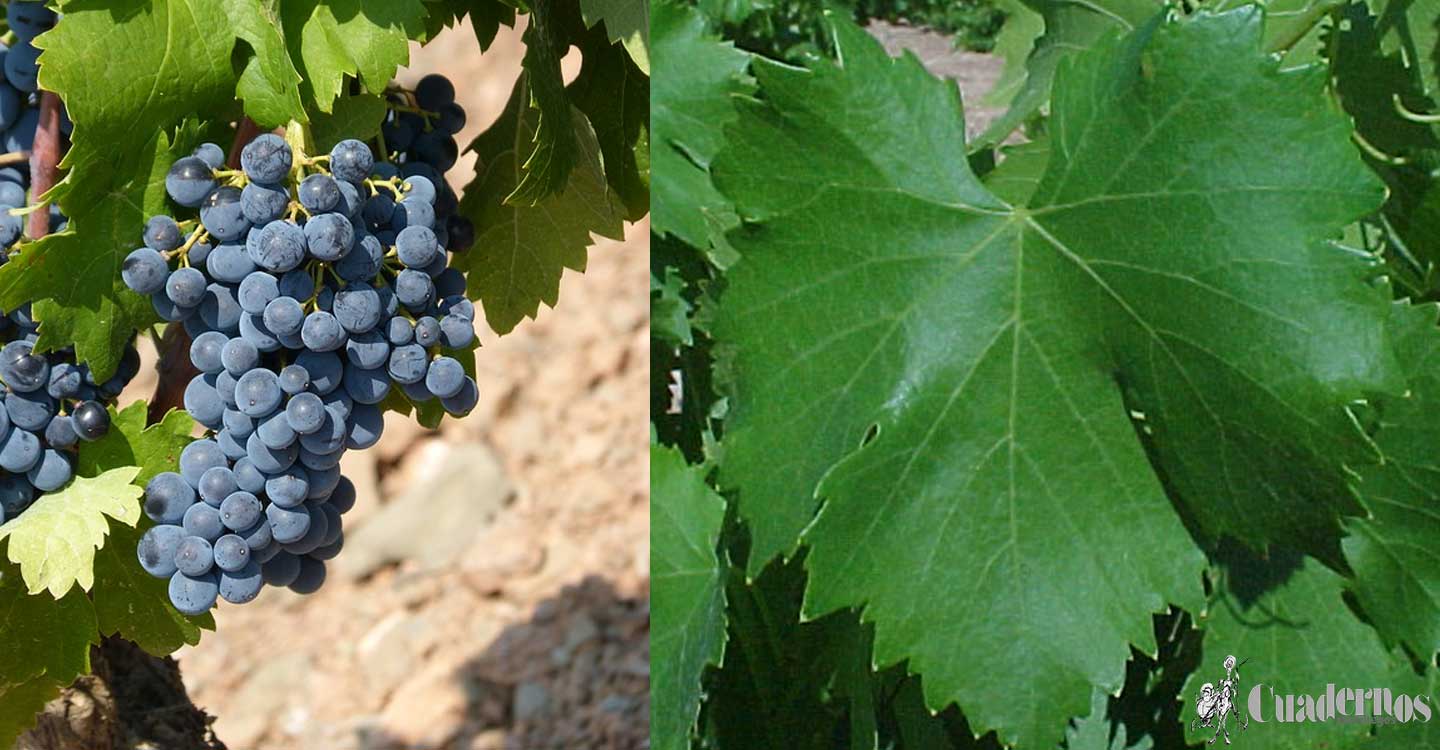 La viticultura actual: Variedad de uva Garnacha