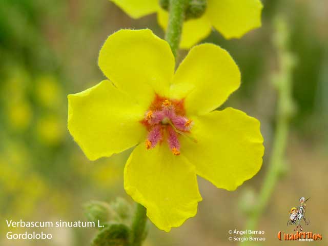 Verbascum Sinuatum L.