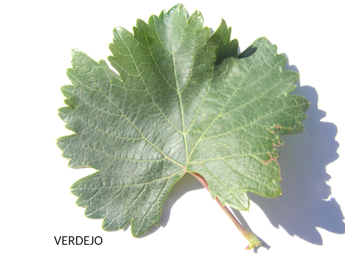 Verdejo