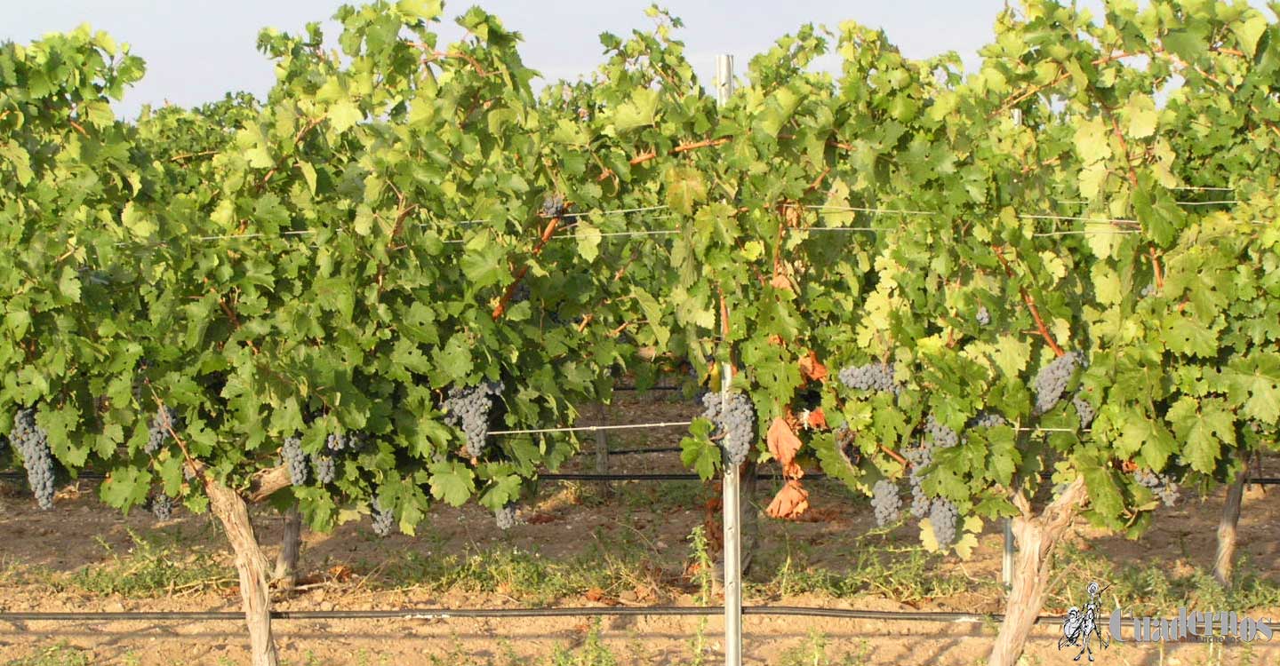 La viticultura actual: Variedad de uva Cabernet Sauvignon