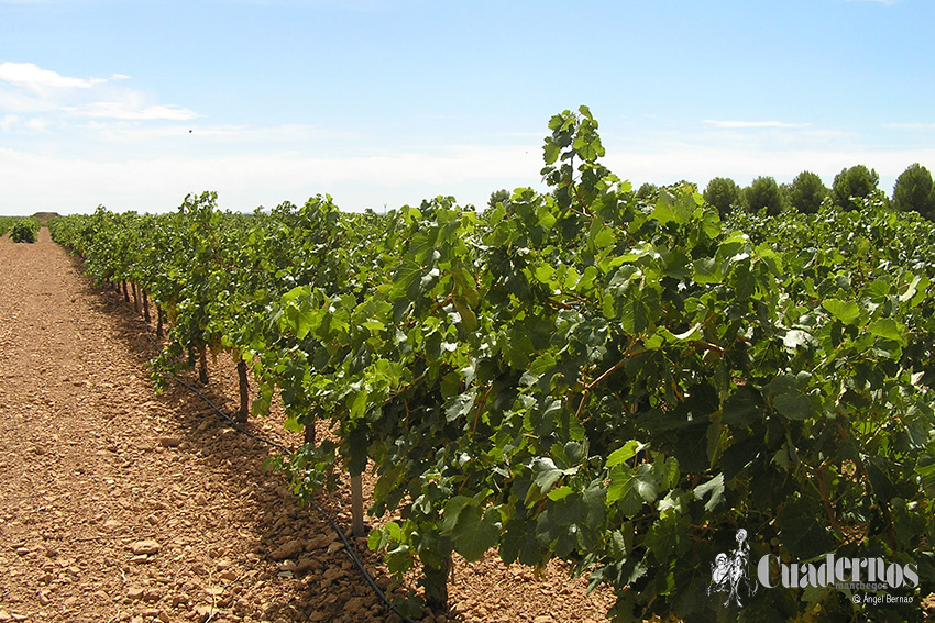 Recogida Productos Agrícolas