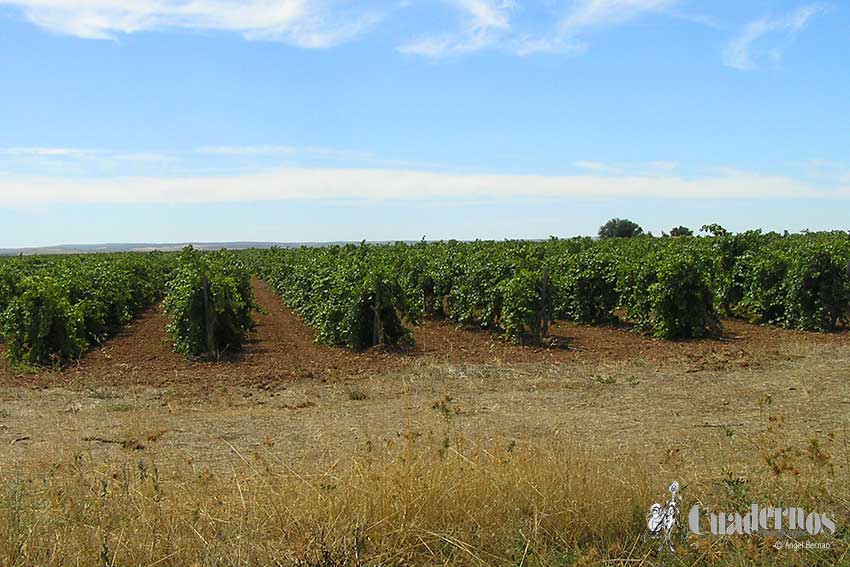 Recogida Productos Agrícolas