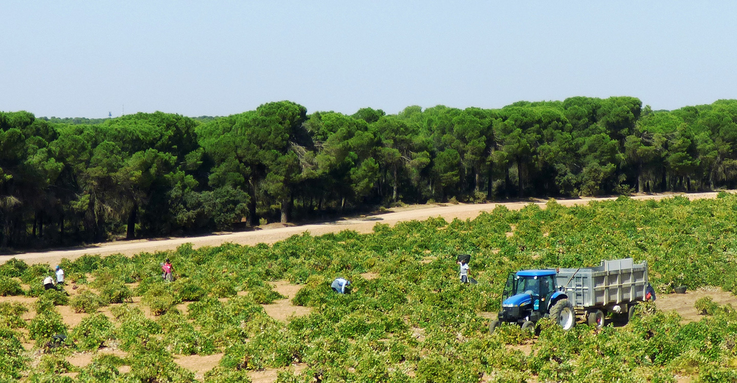 ASAJA CLM denuncia ante la AICA que algunas bodegas están recibiendo uva sin dar a conocer los precios