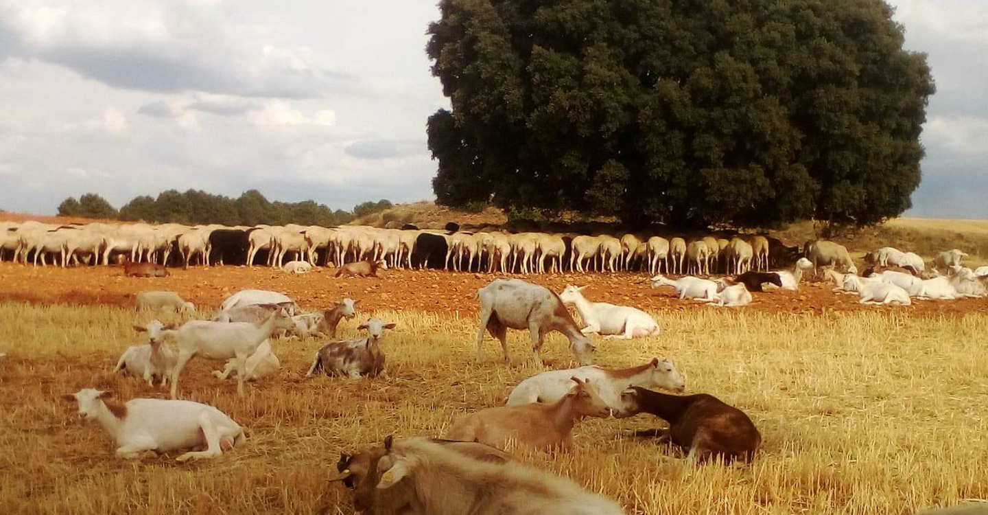 ASAJA CLM solicita medidas excepcionales para los ganaderos afectados por la sequía