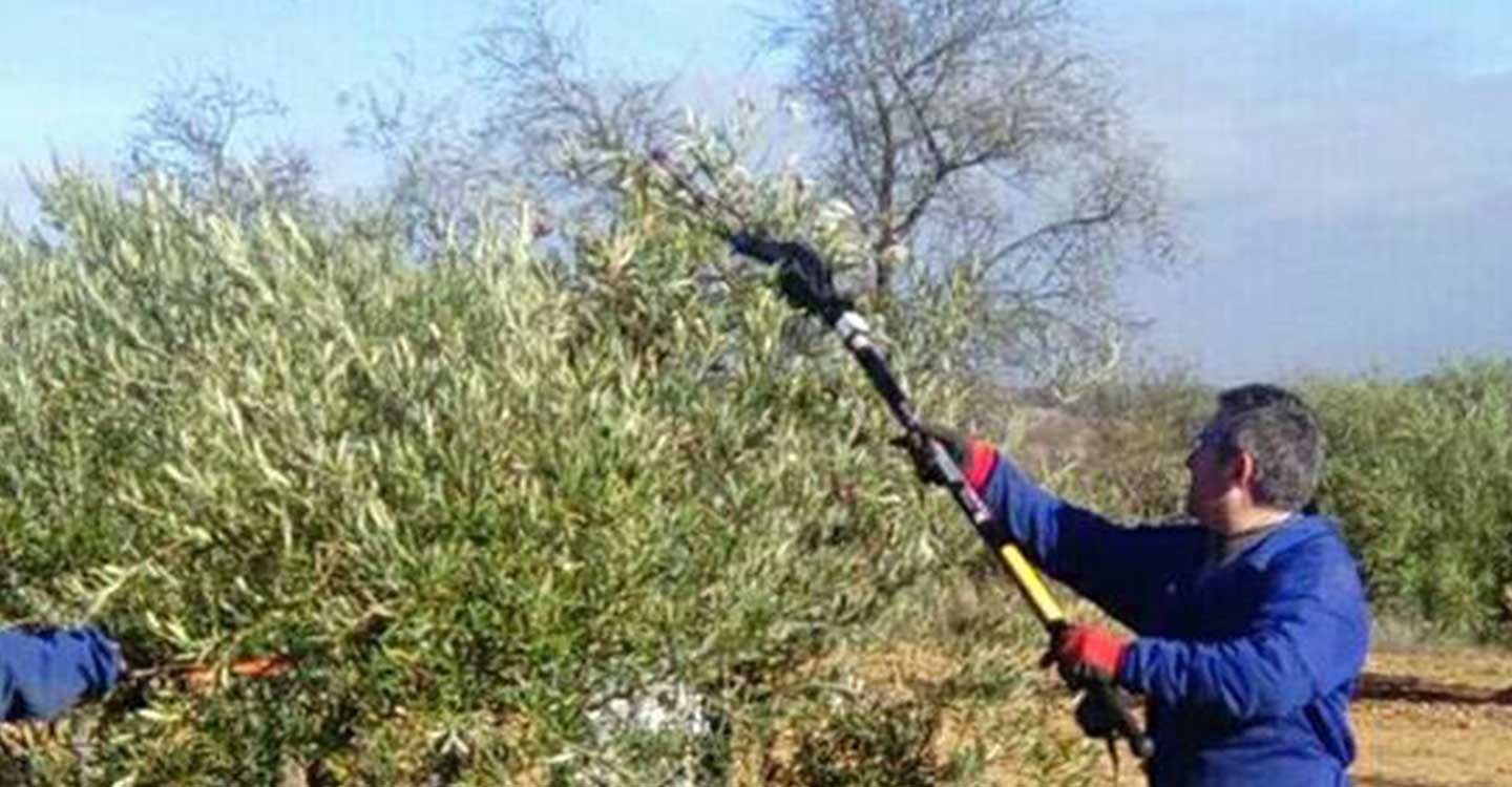 Las ayudas a los ayuntamientos para contratar trabajadores dificultan aún más la falta de mano de obra en el campo 