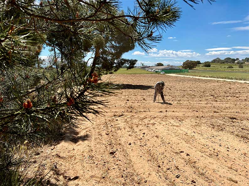 La bodega Territorio Luthier retoma la campaña #PonTuNombreaUnaCepa para seguir recuperando variedades de uva en peligro de extinción