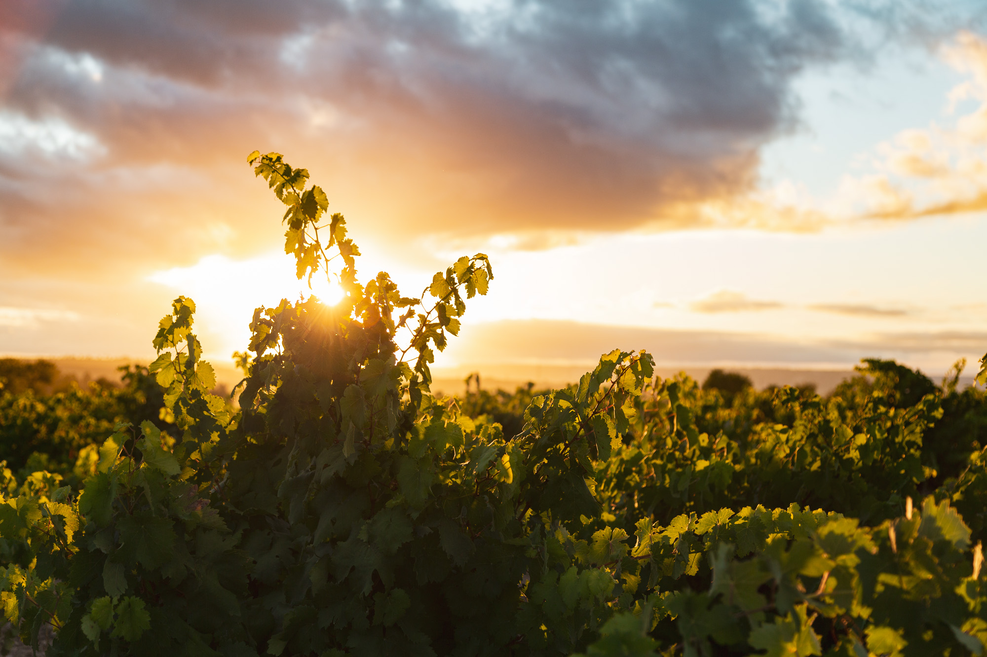 CINVE 2024 vuelve a reconocer la calidad de los vinos de Bodegas Leda con dos medallas de Oro