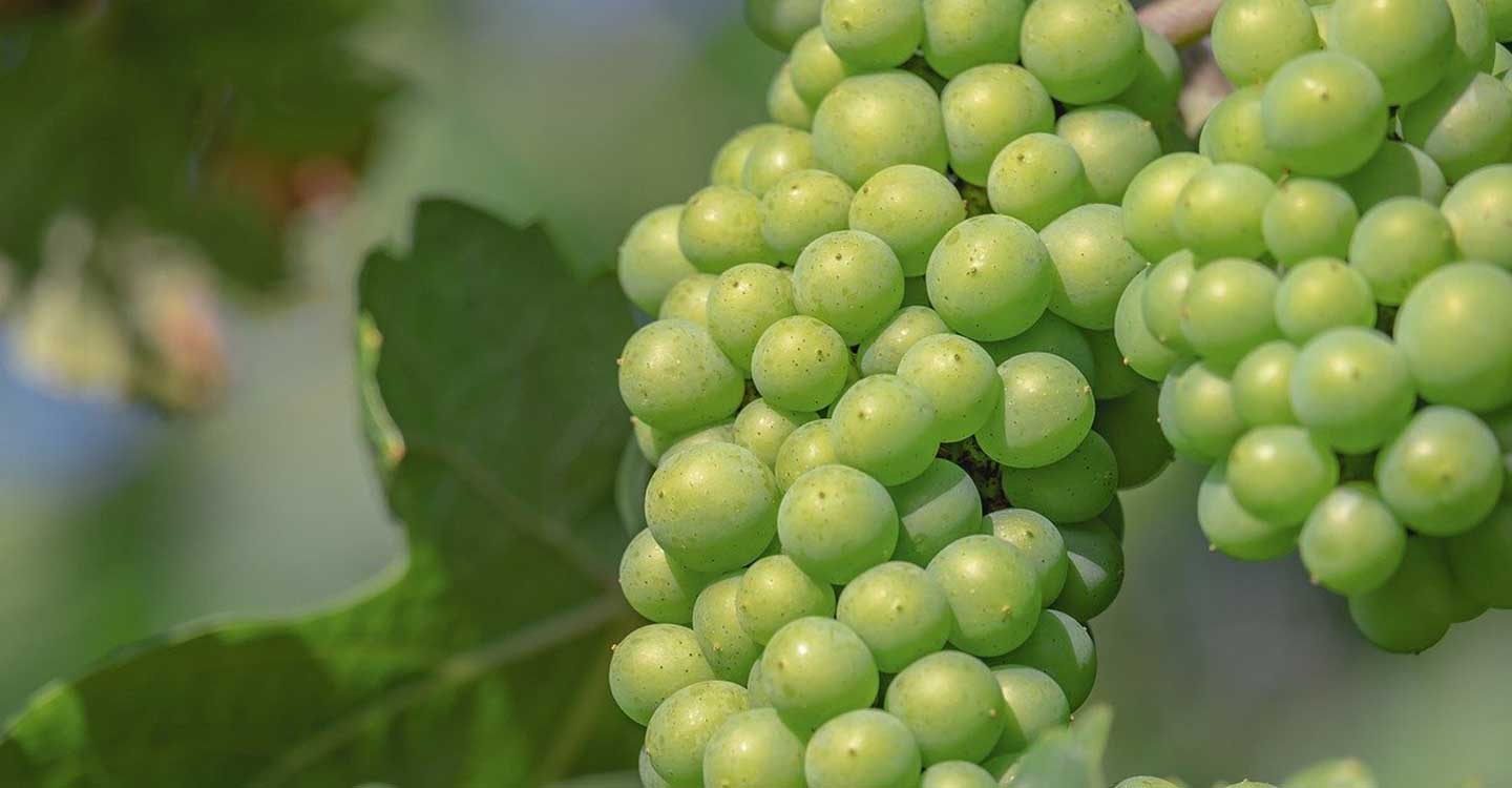 Unión de Uniones de Castilla-La Mancha pide controles para que el mínimo de 9º a la uva de vinificación no se convierta en otra bolsa de fraude