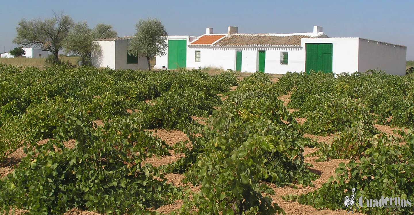 Castilla-La Mancha ha abonado ya 555 millones de euros de ayudas de la PAC con el nuevo pago realizado hoy a 5.000 agricultores y ganaderos 