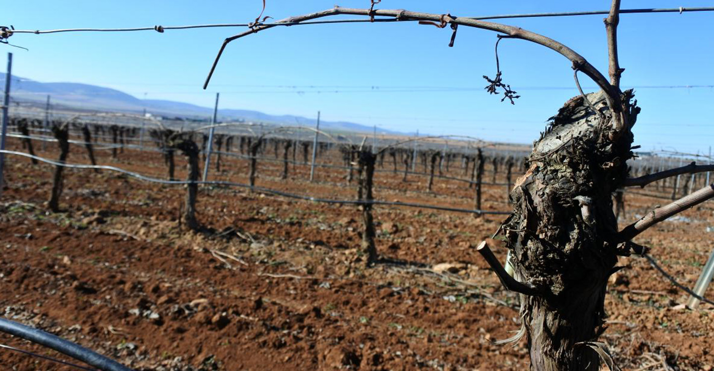 Castilla-La Mancha obtiene más de la mitad de la superficie asignada a nivel nacional de nuevas plantaciones de viñedo para esta campaña